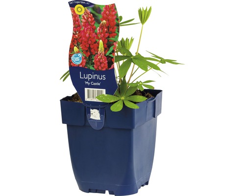 Lupína FloraSelf Lupinus kultivar 'My Castle' 5-20 cm kvetináč 0,5 l