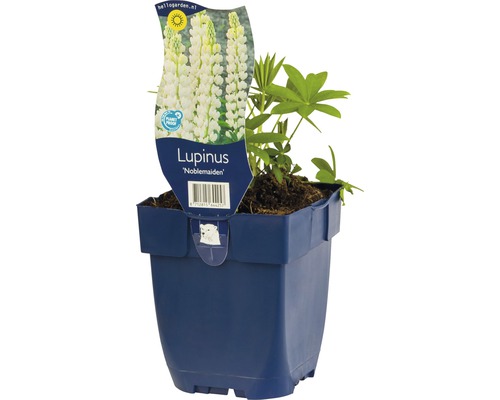 Lupina FloraSelf Lupinus -kultivar 'Noblemaiden' 5-20 cm kvetináč 0,5 l