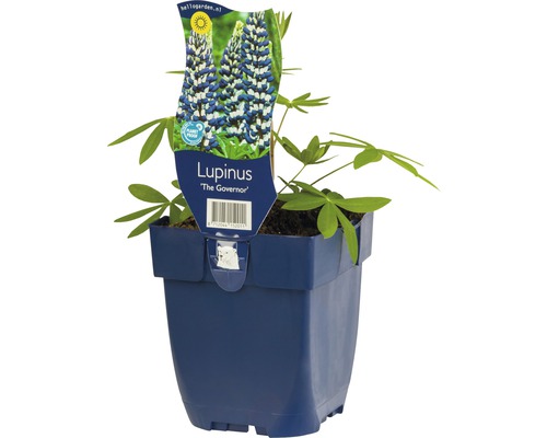 Lupínia FloraSelf Lupinus -kultivar 'Governor' 5-20 cm kvetináč 0,5 l