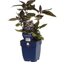 Lysimachia ''Fire Cracker'' v kvetináči