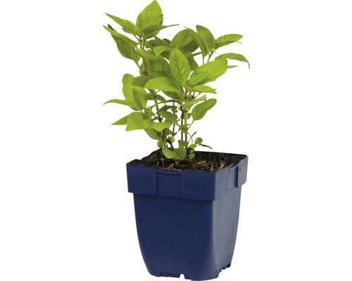 Bazalka v kvetináči