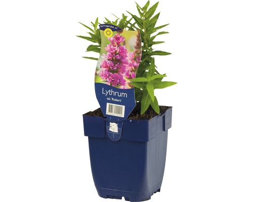 Kyprej v kvetináči