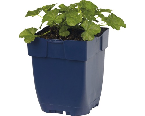 Pelargónie v kvetináči