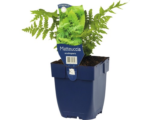 Pštrosia papraď v kvetináči