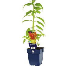 Monarda Cambridge Scarlet rastlina v kvetináči