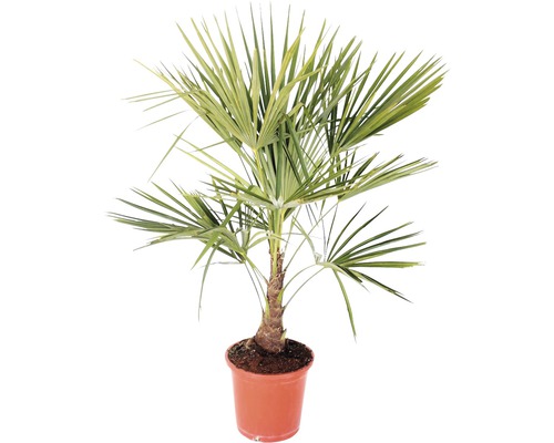 Palma konopná, žumara ztepilá FloraSelf Trachycarpus fortunei 60-80 cm kvetináč Ø 25 cm