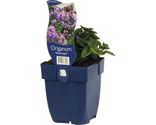 Pamajorán Rosenkuppel v kvetináči