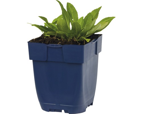 Sadenice šalátu v modrom plastovom kvetináči