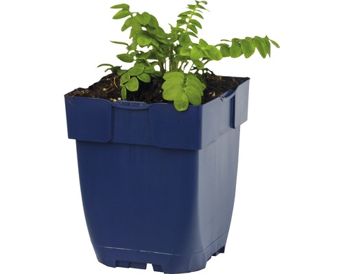 Zamiokulkas izbová rastlina v kvetináči