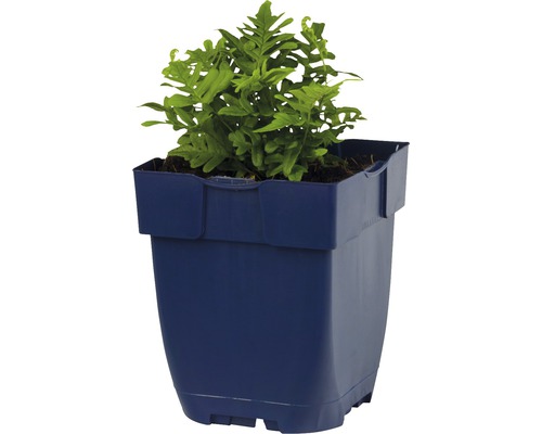 Cievna papraď v kvetináči