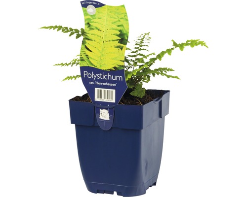 Papraďovec štetinatý plochý FloraSelf Polystichum sertiferum 'Herrenhausen V 5-30 cm kvetináč 0,5 l