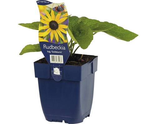 Rudbeckia Goldsturm v kvetináči
