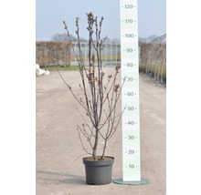 Slivka myrobalán FloraSelf Prunus cerasifera „Nigra“ 40 cm kvetináč 5 l