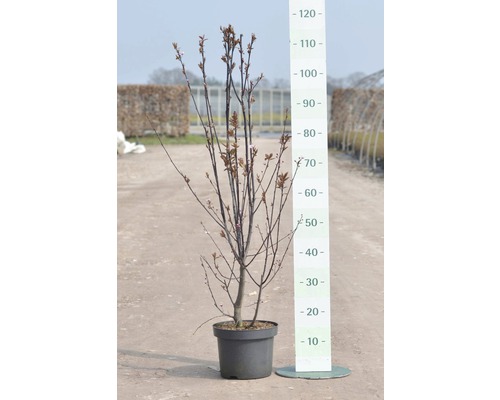 Slivka myrobalán FloraSelf Prunus cerasifera „Nigra“ 40 cm kvetináč 5 l