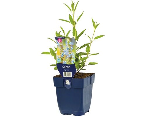 Šalvia bažinná FloraSelf Salvia ulginosa výška 5-20 cm kvetináč 0,5 l
