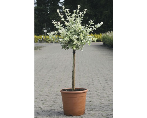 Bršlen Fortuneov FloraSelf Euonymus fortunei 'Harlequin' polokmeň 40 cm V 60-80 cm kvetináč 6 l