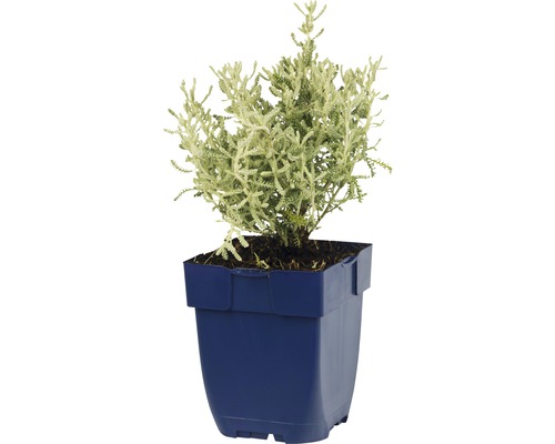 Cypruštek v kvetináči