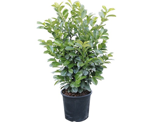 Bobková čerešňa v kvetináči pre záhradu