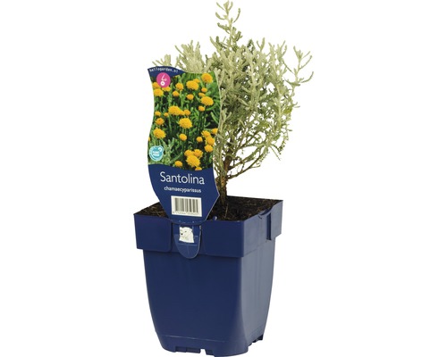 Santolina cypruštekovitá FloraSelf Santolina chamaecyparissus 5-40 cm kvetináč 0,5 l Santolina cyprušteková rastlina v modrom kvetináči