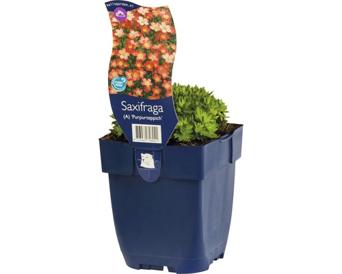 Skalnica Saxifraga A Purpurteppich v kvetináči