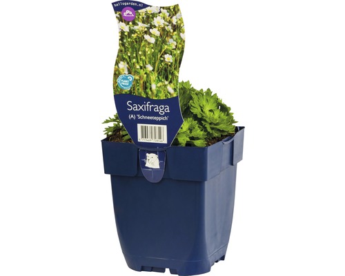 lomikameň ''Schneeteppich'' v kvetináči