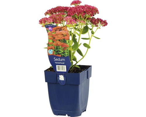 Rozchodníkovec nádherný ''Herbstfreude'' v kvetináči