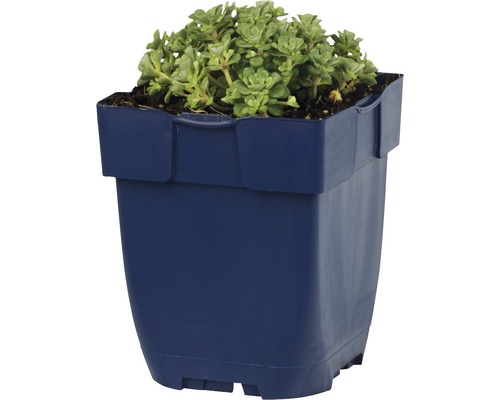 Rozchodník Sedum v kvetináči