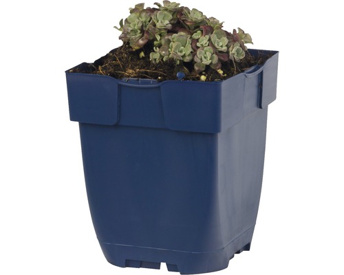 Skalnica v modrom plastovom kvetináči