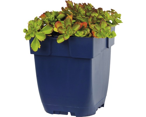 Rozchodník v kvetináči