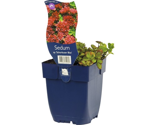 Rozchodník pochybný FloraSelf Sedum spurium 'Schorbuser Blut' 5-10 cm kvetináč 0,5 l Rozchodník v kvetináči