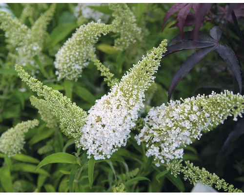 Motýlí ker, budleja Dávidova FloraSelf Buddleja davidii 'White Profusion' výška 60-80 cm kvetináč 4,5 l Motýlí ker, budleja Dávidova FloraSelf Buddleja davidii 'White Profusion' výška 60-80 cm kvetináč 4,5 l