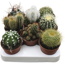 Kaktusy mix FloraSelf Cactus Ø kvetináča 8,5 cm 1 ks, rôzne druhy-thumb-1