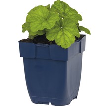 Okrasná rastlina Heuchera v kvetináči