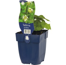 Rastlina Tellima grandiflora v kvetináči