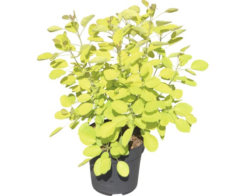 Škumpa vlasatá v kvetináči