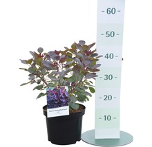 Škumpa vlasatá FloraSelf Cotinus coggygria 'Lilla' 40-50 cm kvetináč 4,5 l