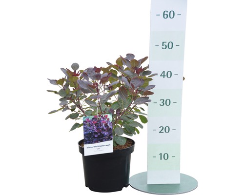 Malý škumpa vlasatá v kvetináči s uvedením výšky.