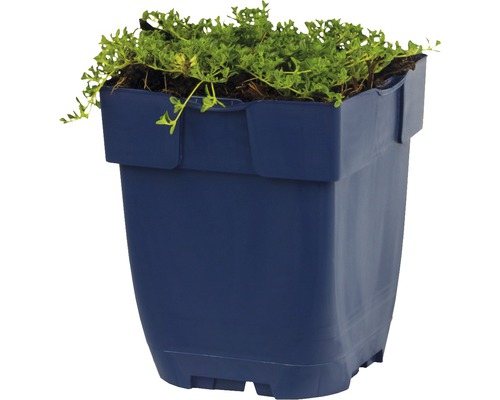 Modrý kvetináč so zelenými rastlinami