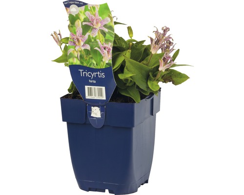 Ľaliovka srstnatá FloraSelf Tricyrtis hirta 5-60 cm kvetináč 0,5 l