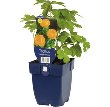 Žltohlav FloraSelf Trollius 'Orange Princess' 5-20 cm kvetináč 0,5 l