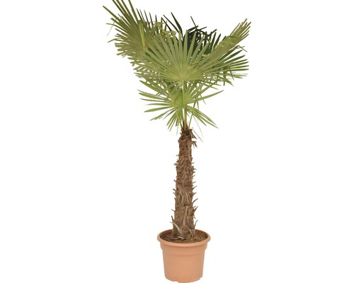 Palma konopná, trachykarp konopný FloraSelf Trachycarpus fortunei kmeň 50-60 cm celková výška 120-140 cm kvetináč Ø 40 cm