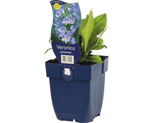 Veronika modrá FloraSelf Veronica gentianoides 5-20 cm kvetináč 0,5 l