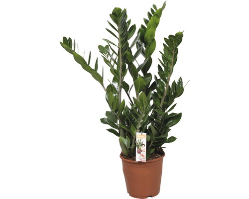 Kulkas zamiolistý FloraSelf Zamioculcas zamiifolia 80-100 cm Ø 21 cm kvetináč