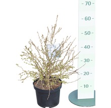Čerešňa okrasná FloraSelf Prunus incisa "Kojou-no-mai" 30-40 cm kvetináč 4,5 l