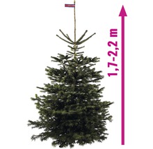 Kaukazská jedľa s výškou 1,7 až 2,2 metra