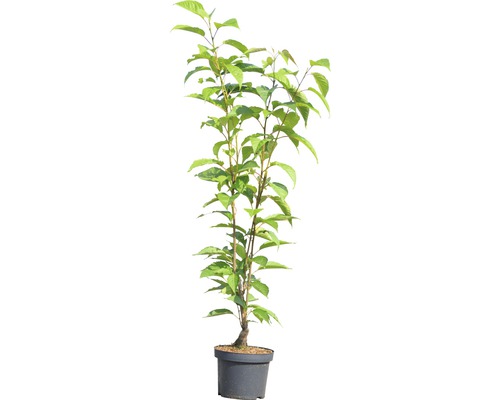 Čerešňa v kvetináči