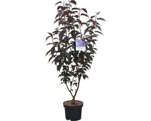 Slivka čerešňoplodá v kvetináči