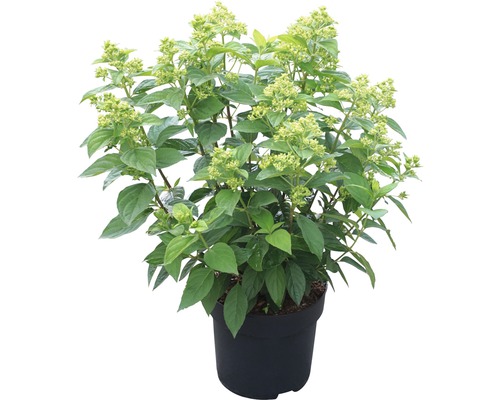 Metlinatá hortenzia v kvetináči so zelenými listami a pukmi