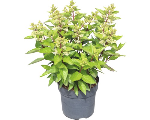 Metlinová hortenzia v kvetináči