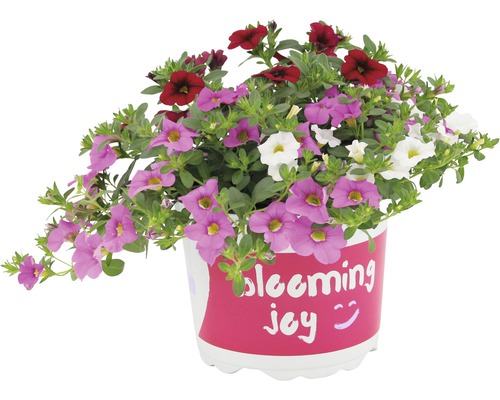 Kvetináč s petúniami